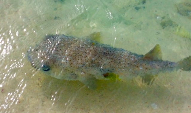 Puffer fish, Petit Bateau, Tobago Cays