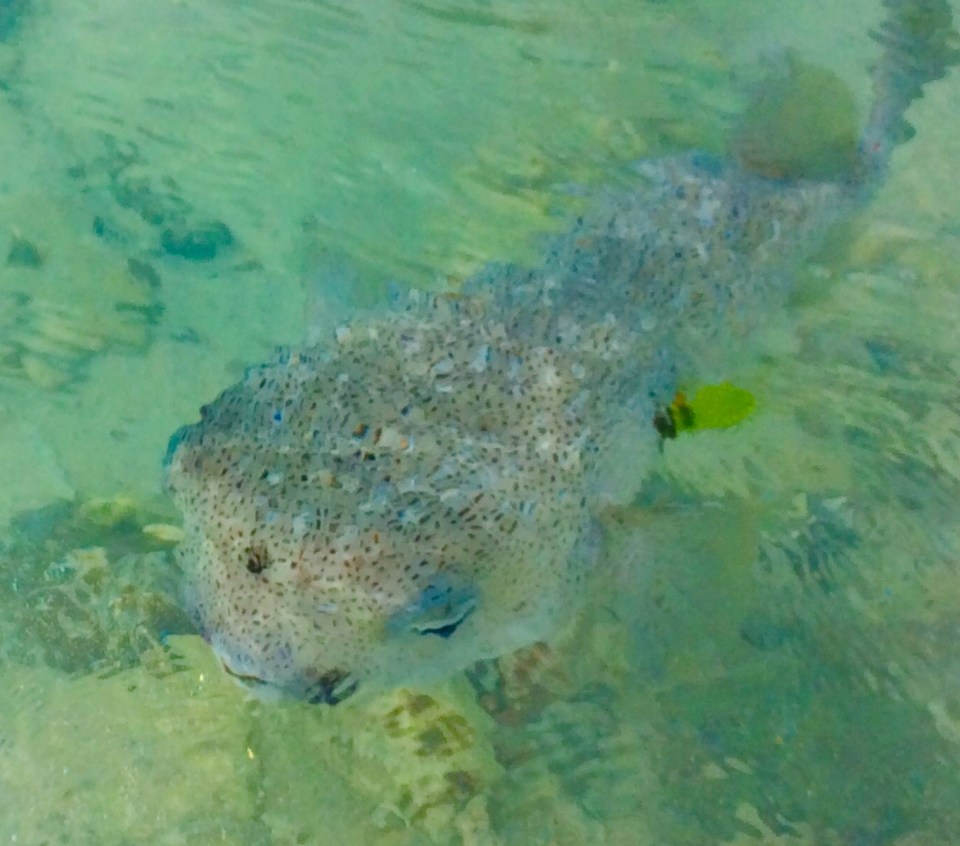 Puffer fish, Petit Bateau, Tobago Cays