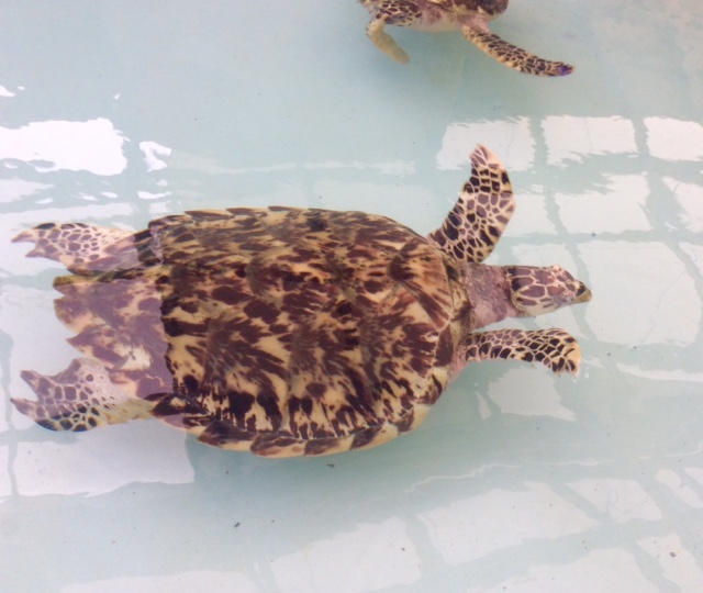 Baby Hawksbill Turtle at the Old Hegg Turtle Sanctuary, Bequia