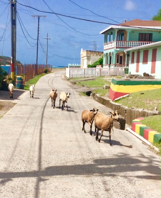 Goats roaming free on Petite Martinique, Grenada