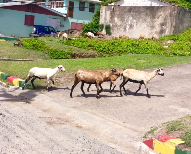 Goats roaming free on Petite Martinique, Grenada