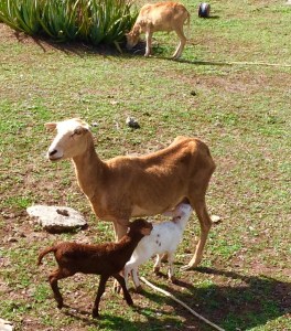 Goats in Petite Martinique