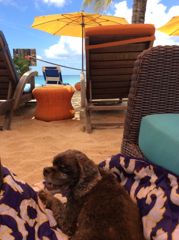 Patton relaxing on the beach, Mount Cinnamon Resort, St. George's, Grenada
