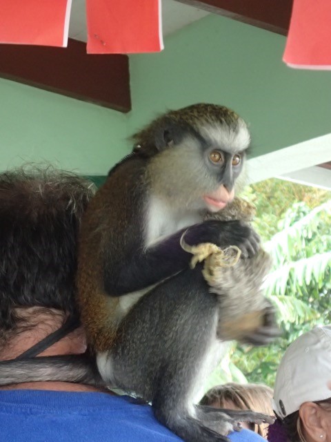 This guy hikes with his monkey