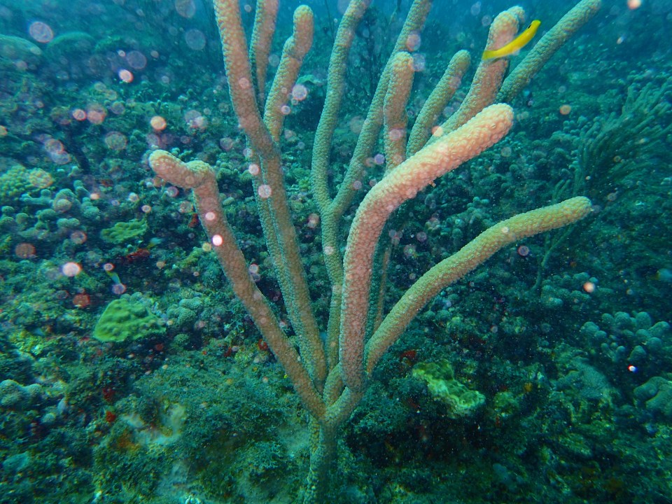 Coral at Flamingo Bay, Grenada