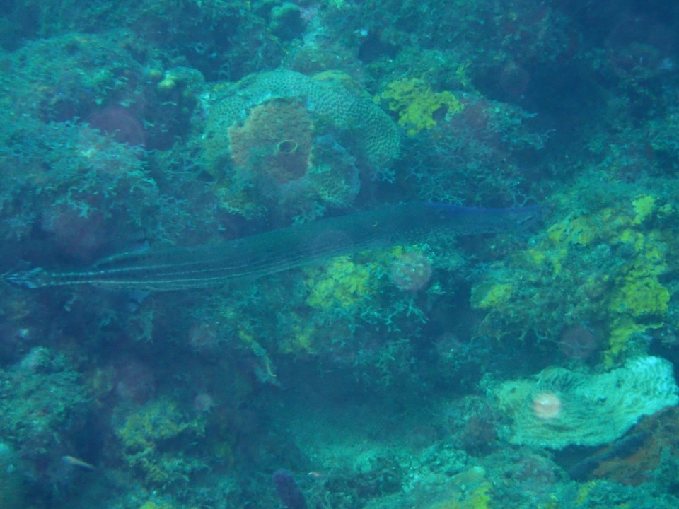 Trumpet fish, Flamingo Bay, Grenada