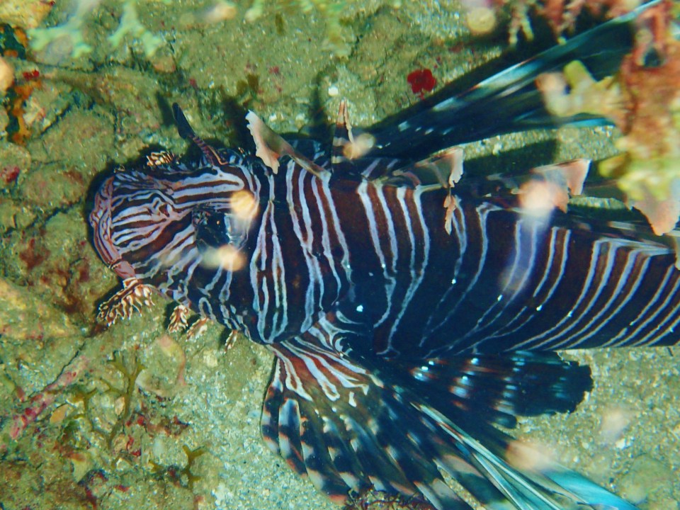 Lion fish, Flamingo Bay, Grenada