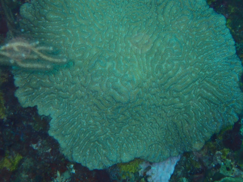 Brain coral, Flamingo Bay, Grenada