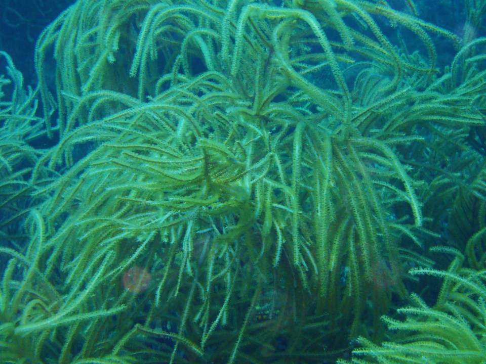 Flamingo Bay, Grenada