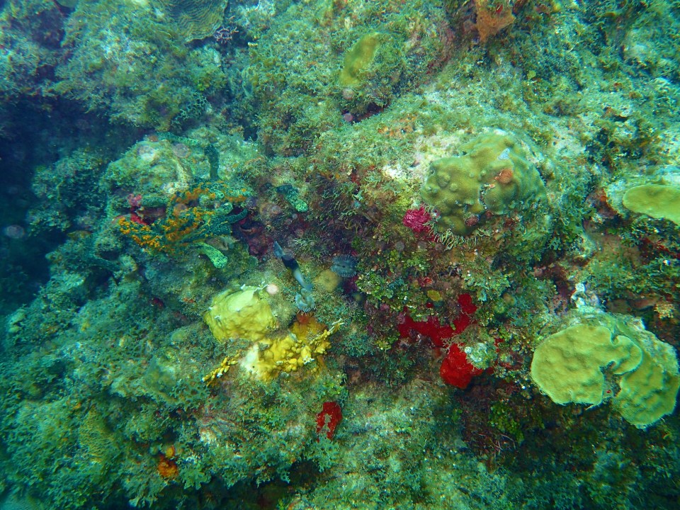 Molinere Bay, Grenada