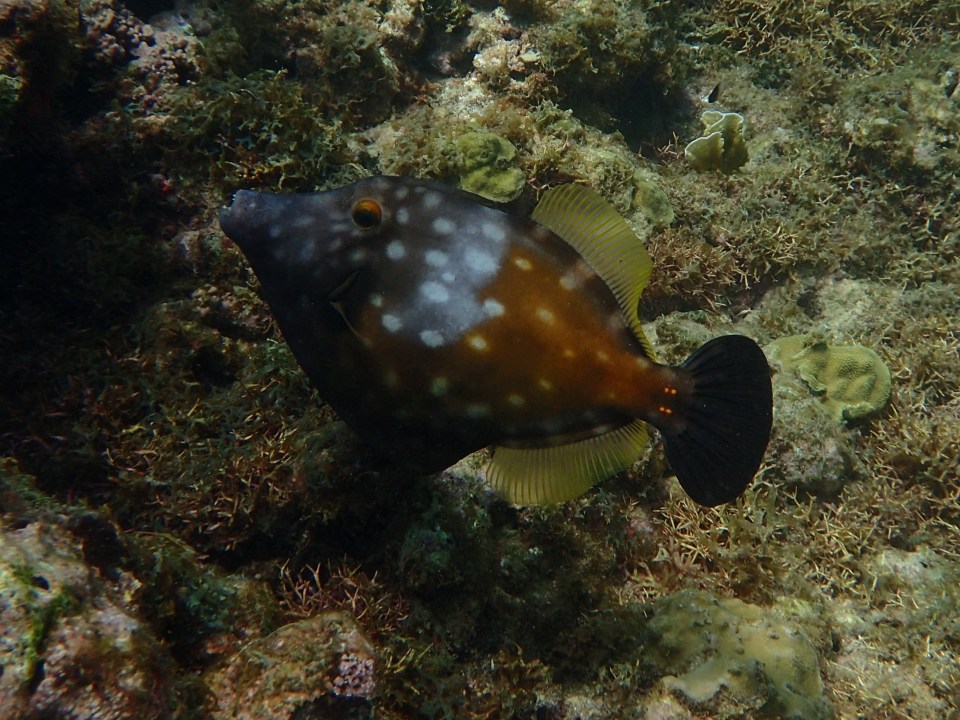 Molinere Bay, Grenada