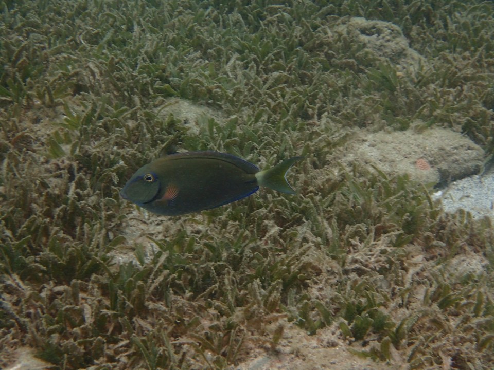 Underwater Sculpture Park, Molinere Bay, Grenada
