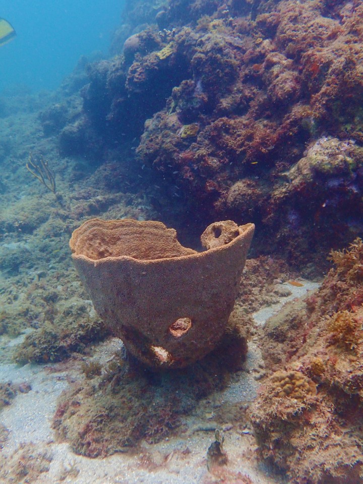 Underwater Sculpture Park, Molinere Bay, Grenada