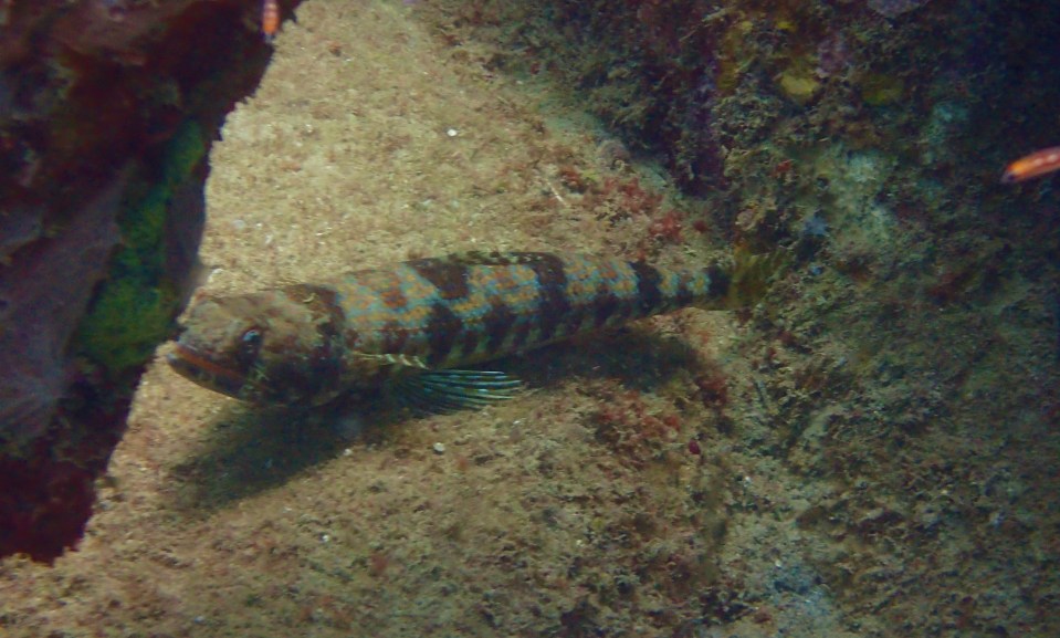 Underwater Sculpture Park, Molinere Bay, Grenada