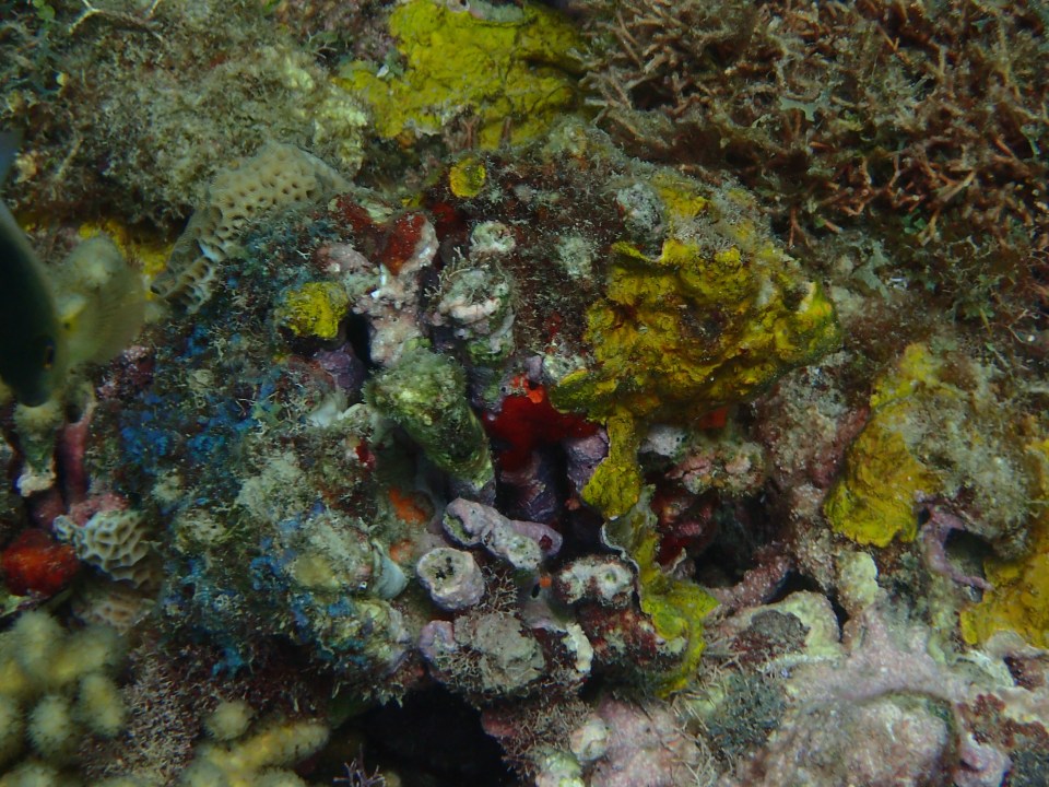 Underwater Sculpture Park, Molinere Bay, Grenada