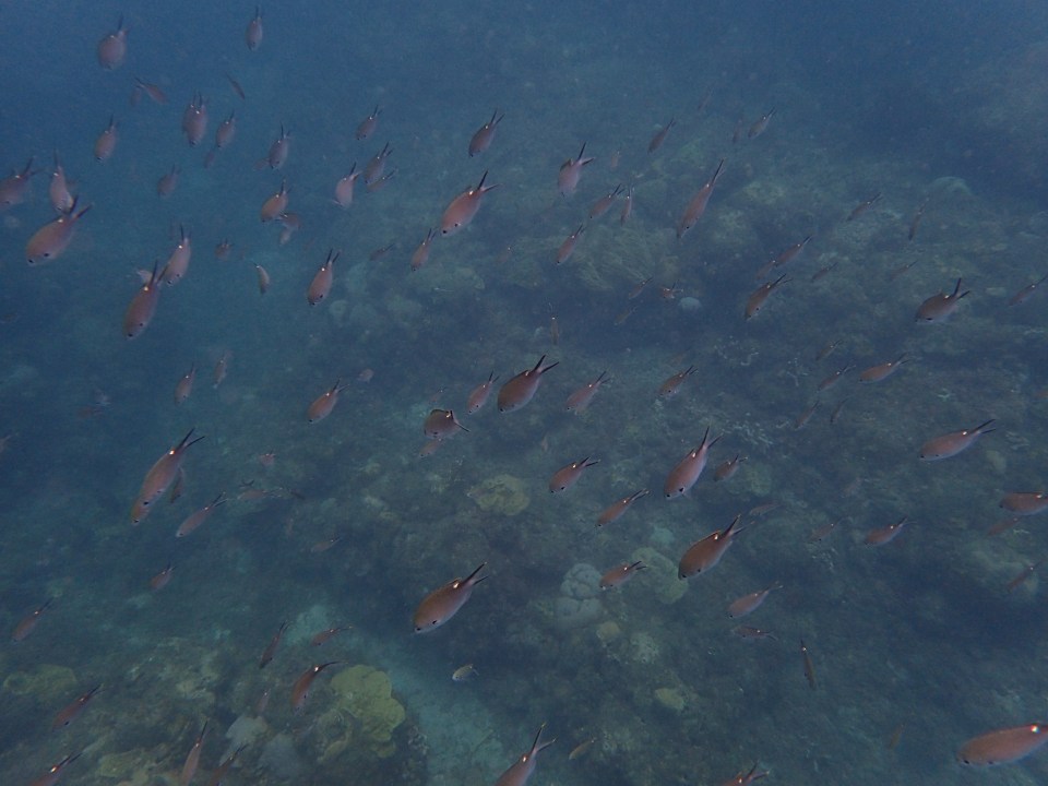 School of fish, Underwater Sculpture Park, Grenada