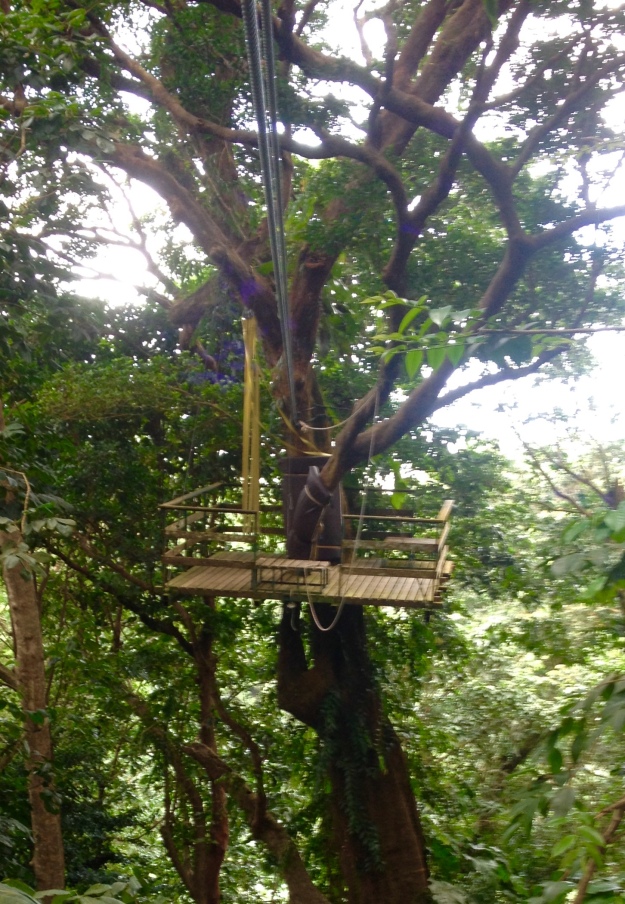 Tree top platform, Rain Forest Adventures, St. Lucia