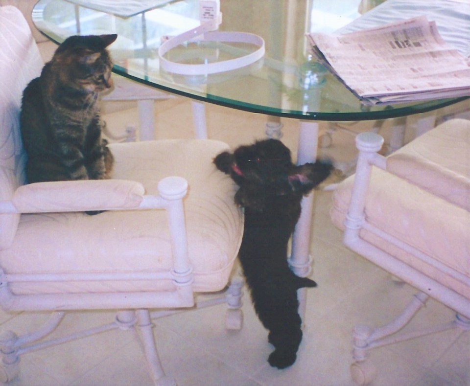 Puppy Patton playing with a cat