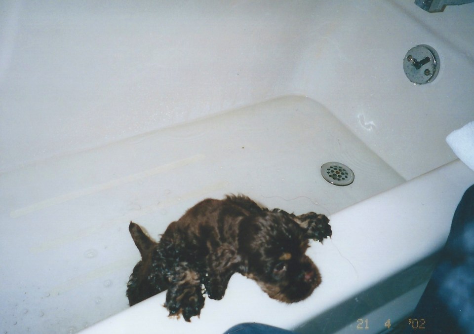 Puppy Patton gettng a bath
