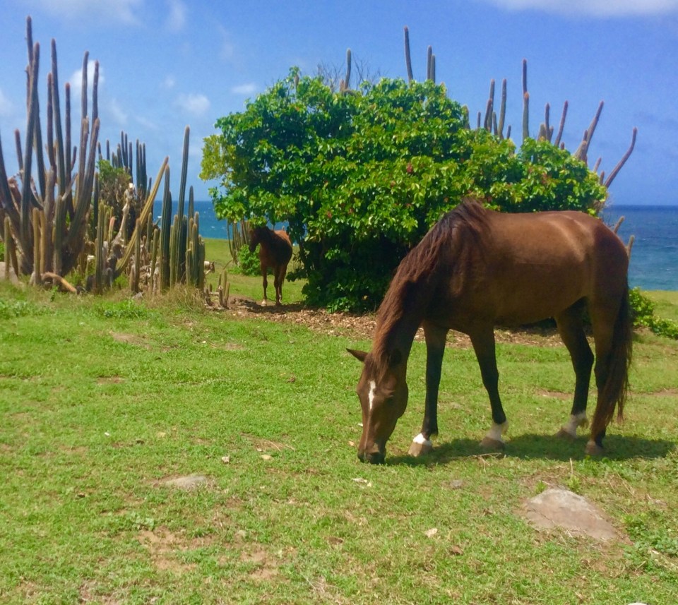 Calf in the shade with the sea on the northeast coast of St. Lucia hike