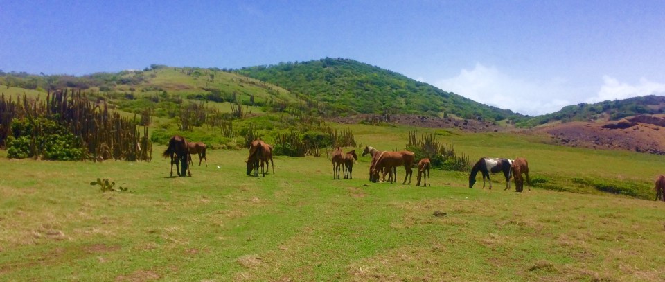 Horses on the northeast coast of St. Lucia hike