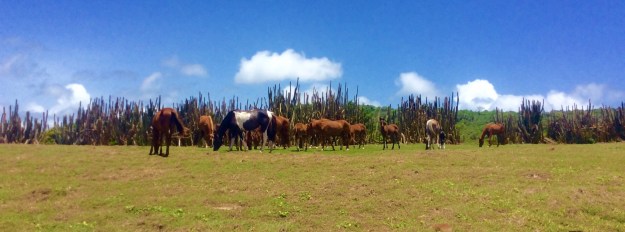 Horses on the northeast coast of St. Lucia hike