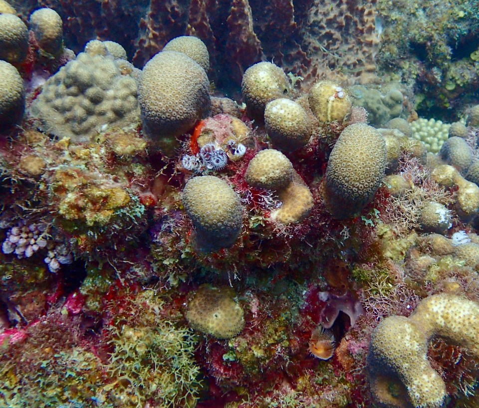 Coral, diving in St. Lucia