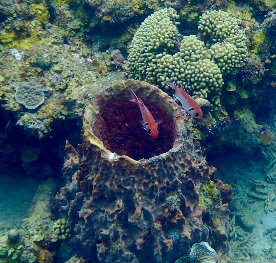 Coral, diving in St. Lucia