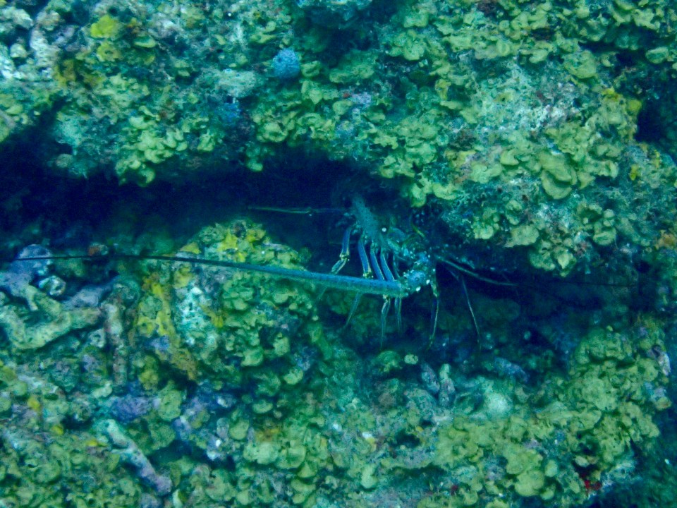 Spiny lobster, St. Lucia