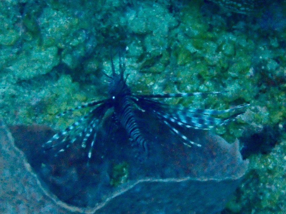 Lion fish, St. Lucia