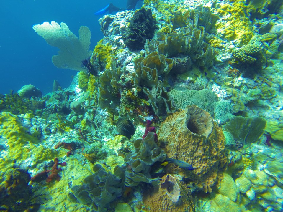 Turtle Reef in St. Lucia