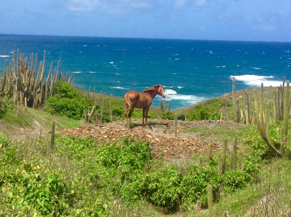 St. Lucia hike (2017)