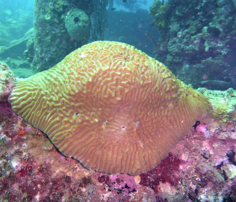 Brain Coral - Lesleen M Wreck in St. Lucia (Jan. 2018)
