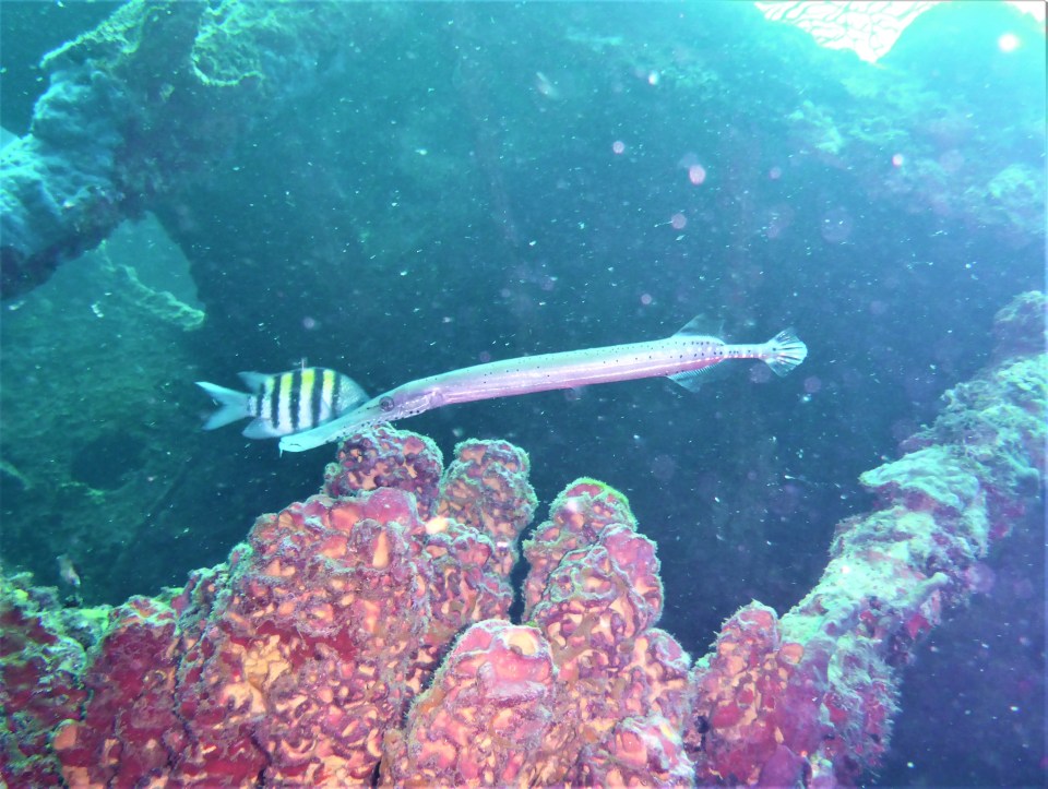 Needle nose fish- Lesleen M Wreck in St. Lucia (Jan. 2018))