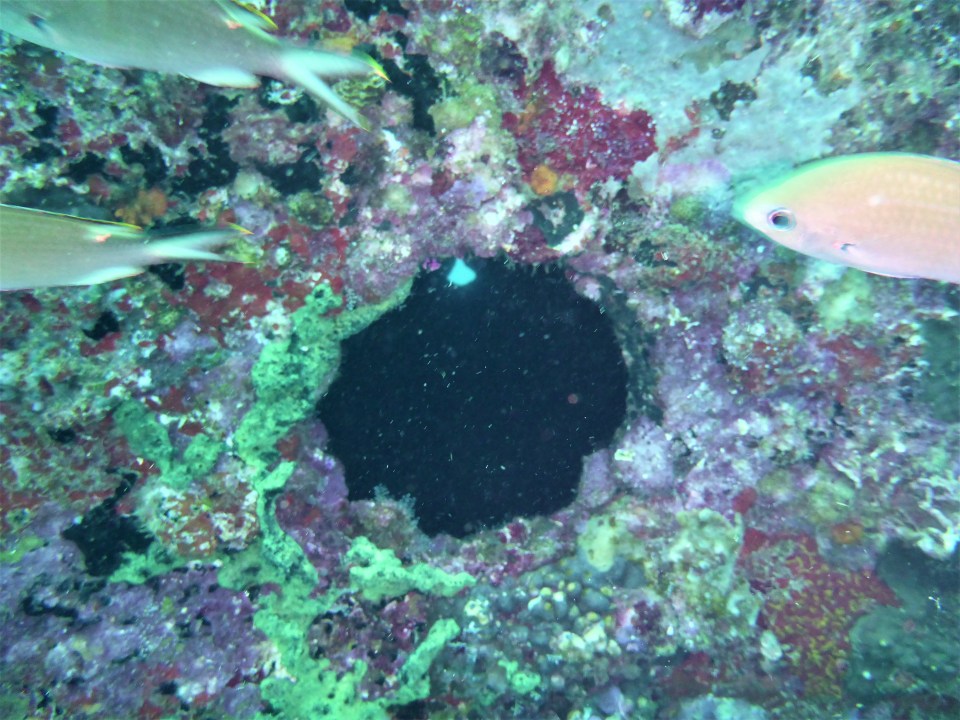 Ryan exploring the Lesleen M Wreck in St. Lucia (Jan. 2018)