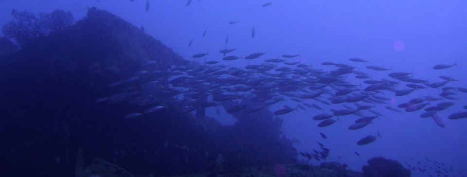 Lesleen M Wreck in St. Lucia (Jan. 2018)
