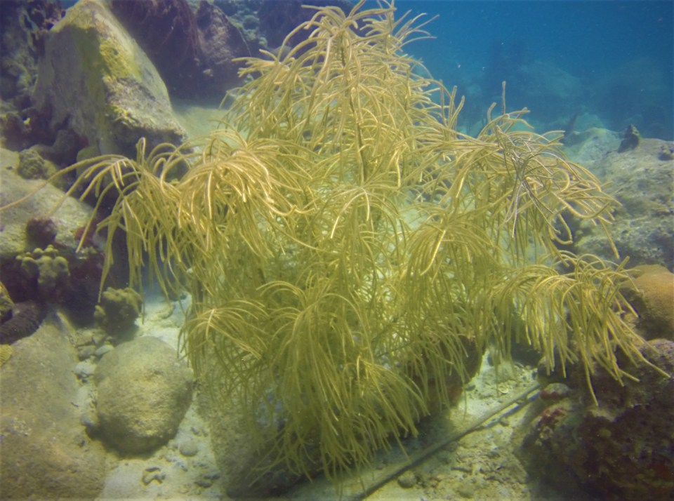 Anse Cochon North, St. Lucia (Jan. 2018)