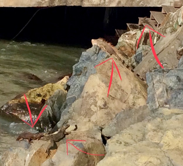 Iguanas, Marigot Bay, St. Martin (March 2018)