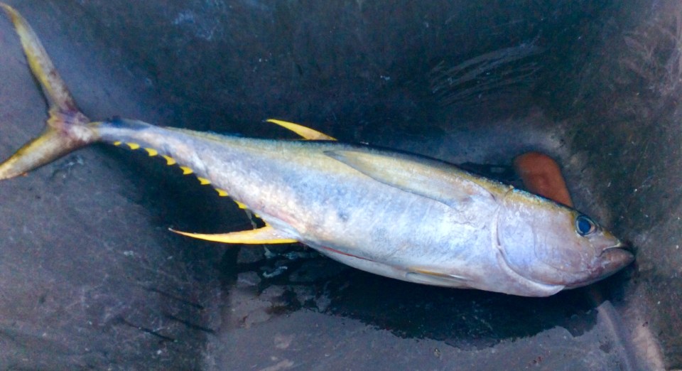 Yellow Fin Tuna