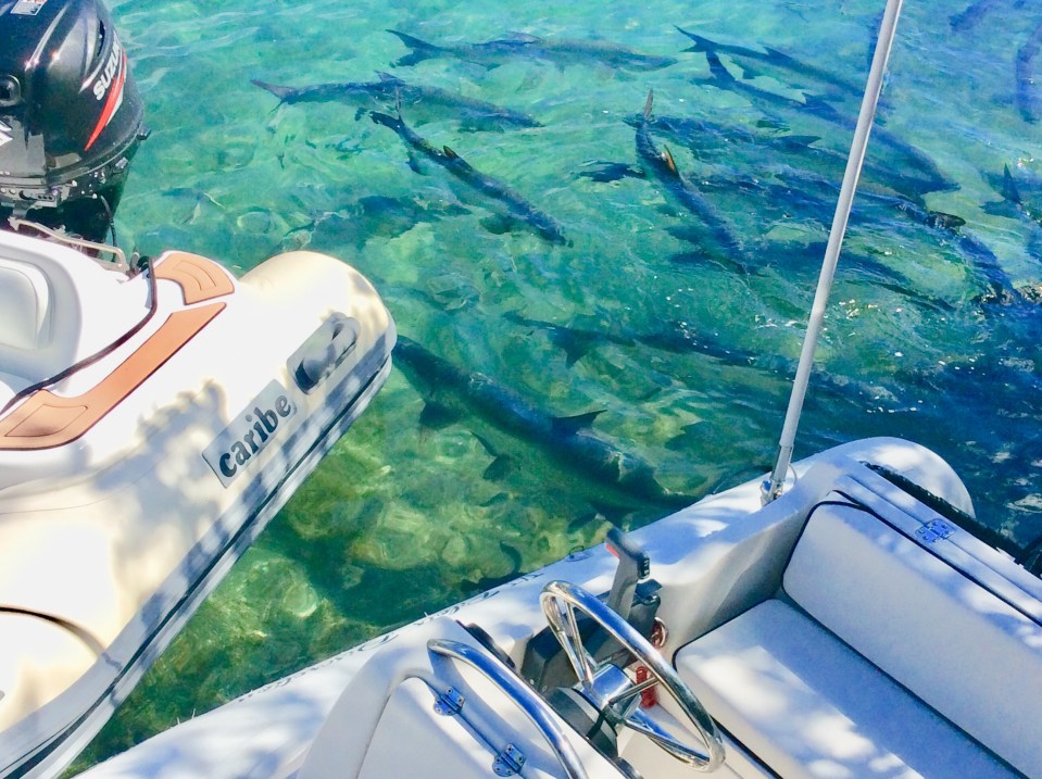 School of Tarpon behind our dinghy, Culebra Puerto Rico