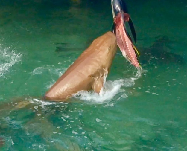 Shark feeding on Tuna at Flying Fish Marina, Long Island, Bahamas
