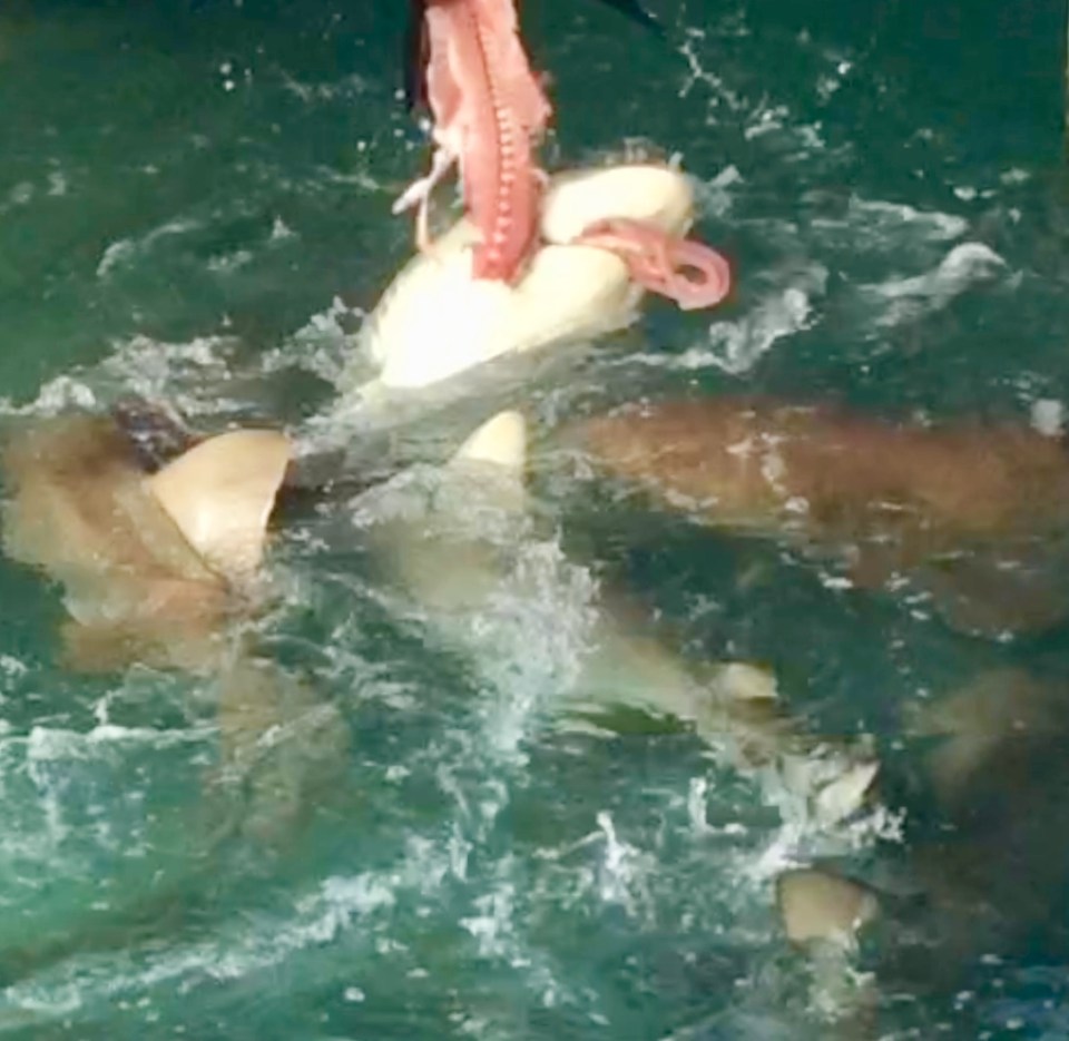 Sharks feeding on Tuna at Flying Fish Marina, Long Island, Bahamas