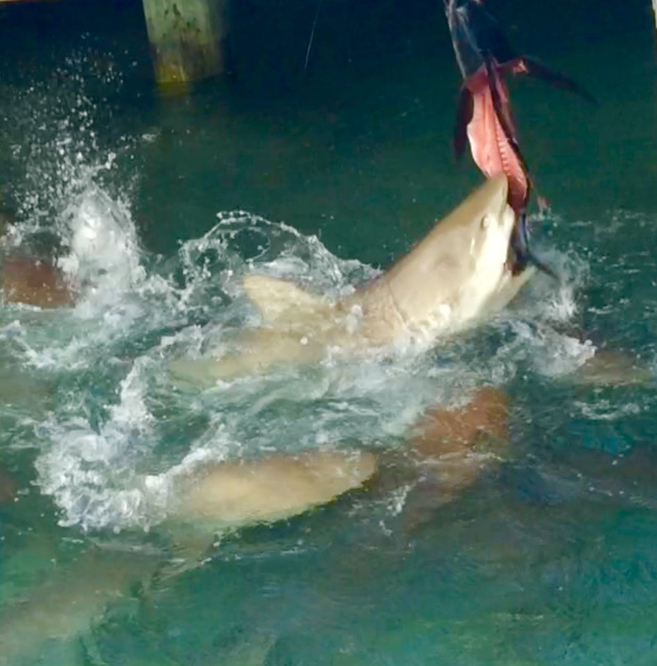 Sharks feeding on Tuna at Flying Fish Marina, Long Island, Bahamas