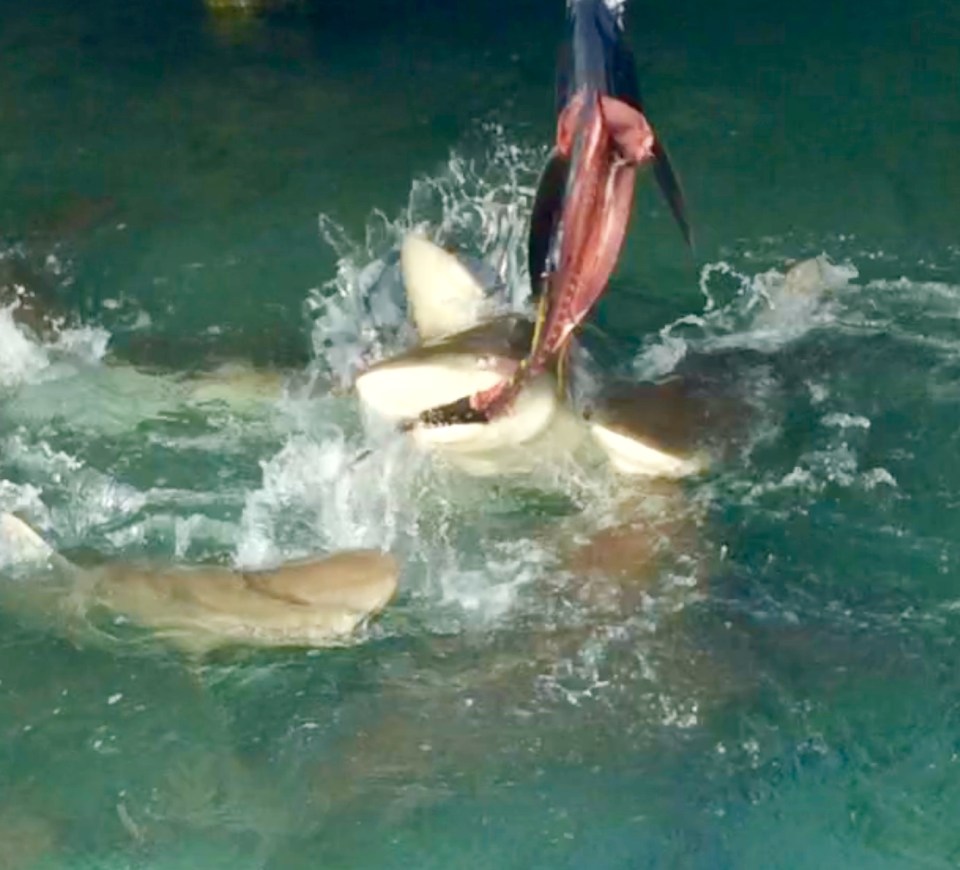 Sharks feeding on Tuna at Flying Fish Marina, Long Island, Bahamas