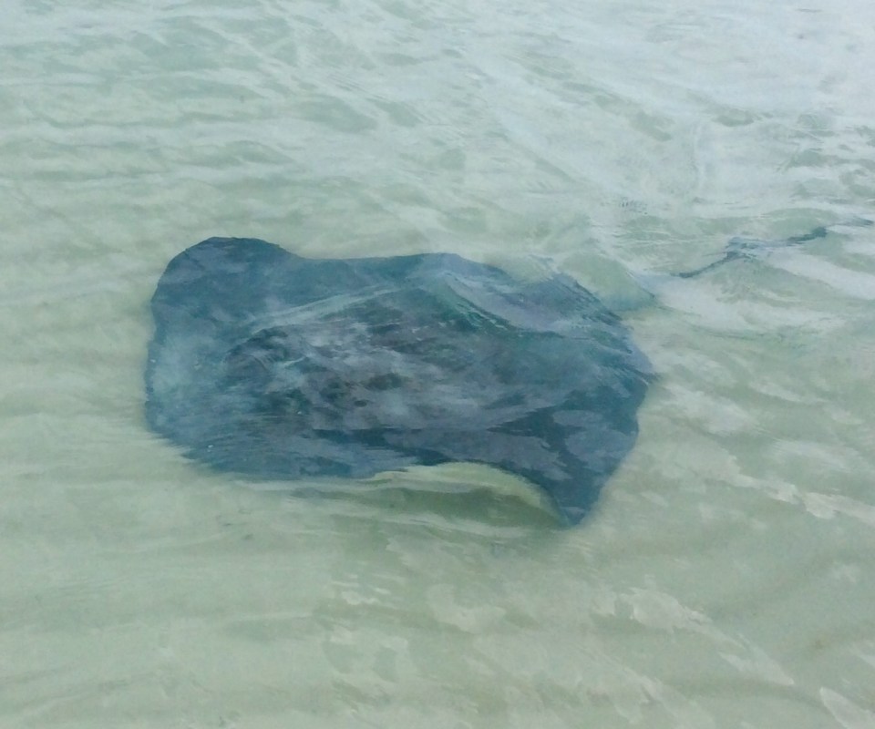 Stingray at Chat 'N' Chill, Volley Ball Beach, Stocking Island, Exuma, Bahamas