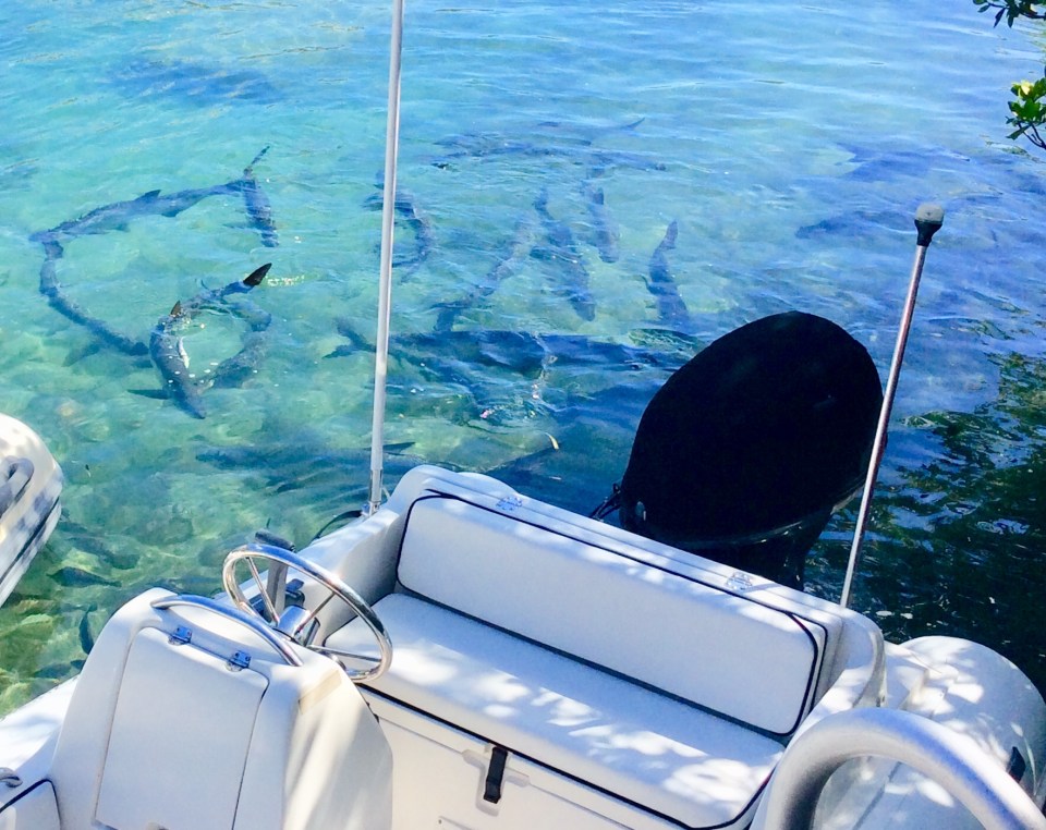 School of Tarpon behind our dinghy, Culebra Puerto Rico