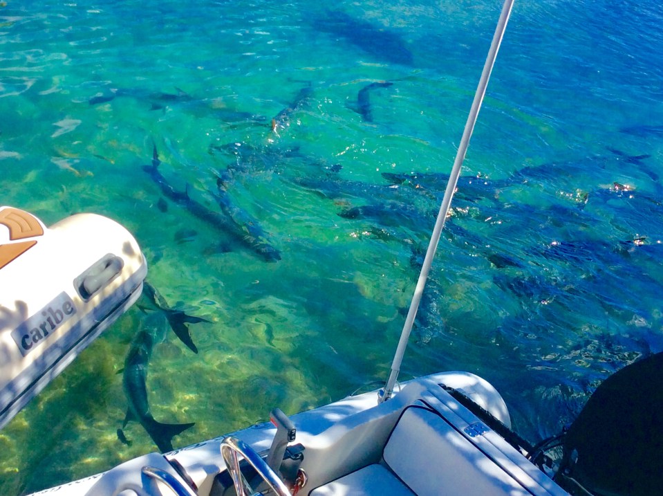 School of Tarpon behind our dinghy, Culebra Puerto Rico
