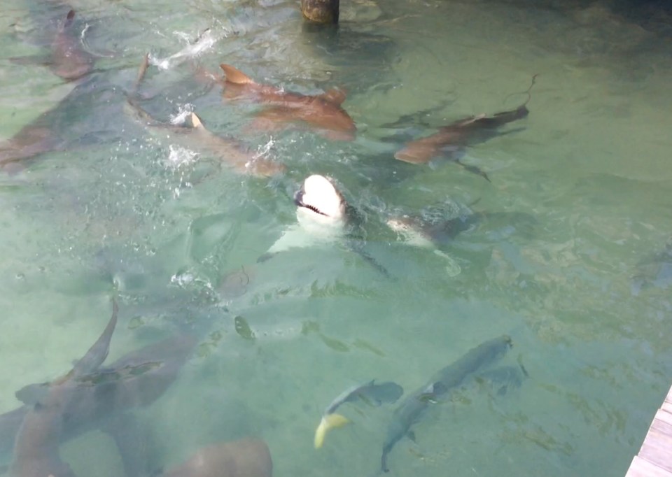 Sharks feeding on Tuna at Flying Fish Marina, Long Island, Bahamas