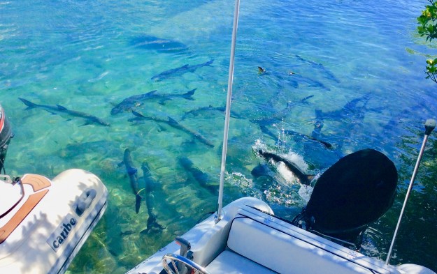 School of Tarpon behind our dinghy, Culebra Puerto Rico