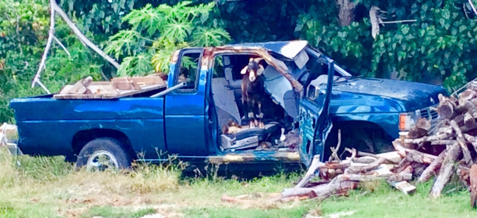 Great Harbor, Jost Van Dyke, BVIs (March 2018)